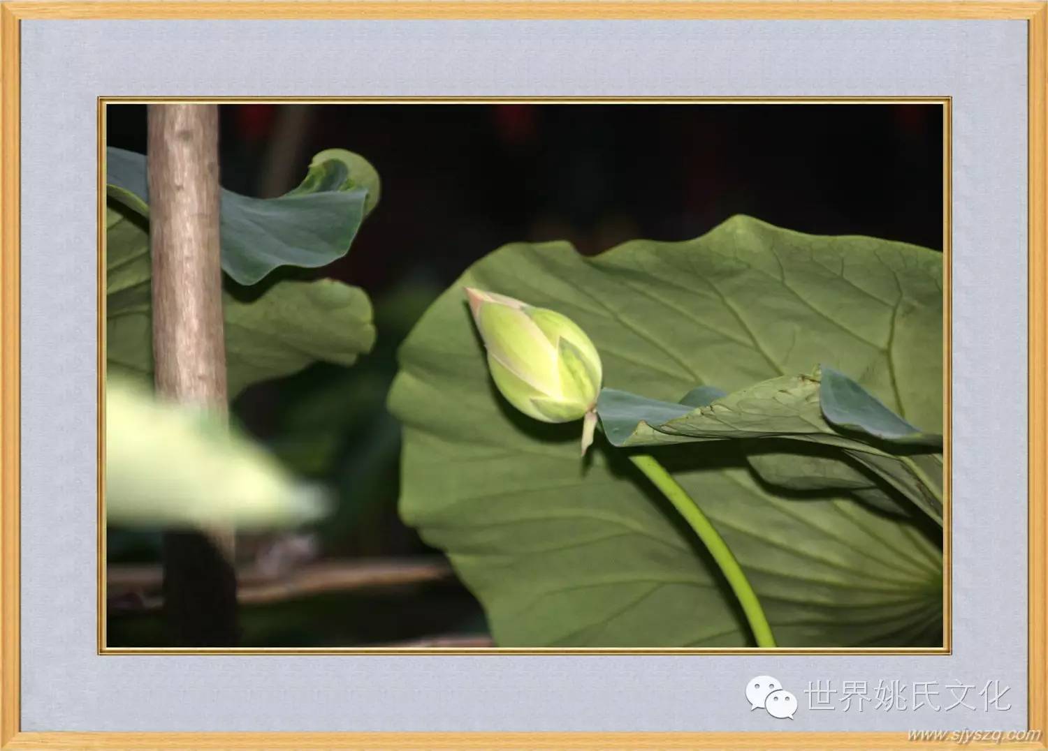 姚红刚来花果新村啦! (247)_副本.JPG