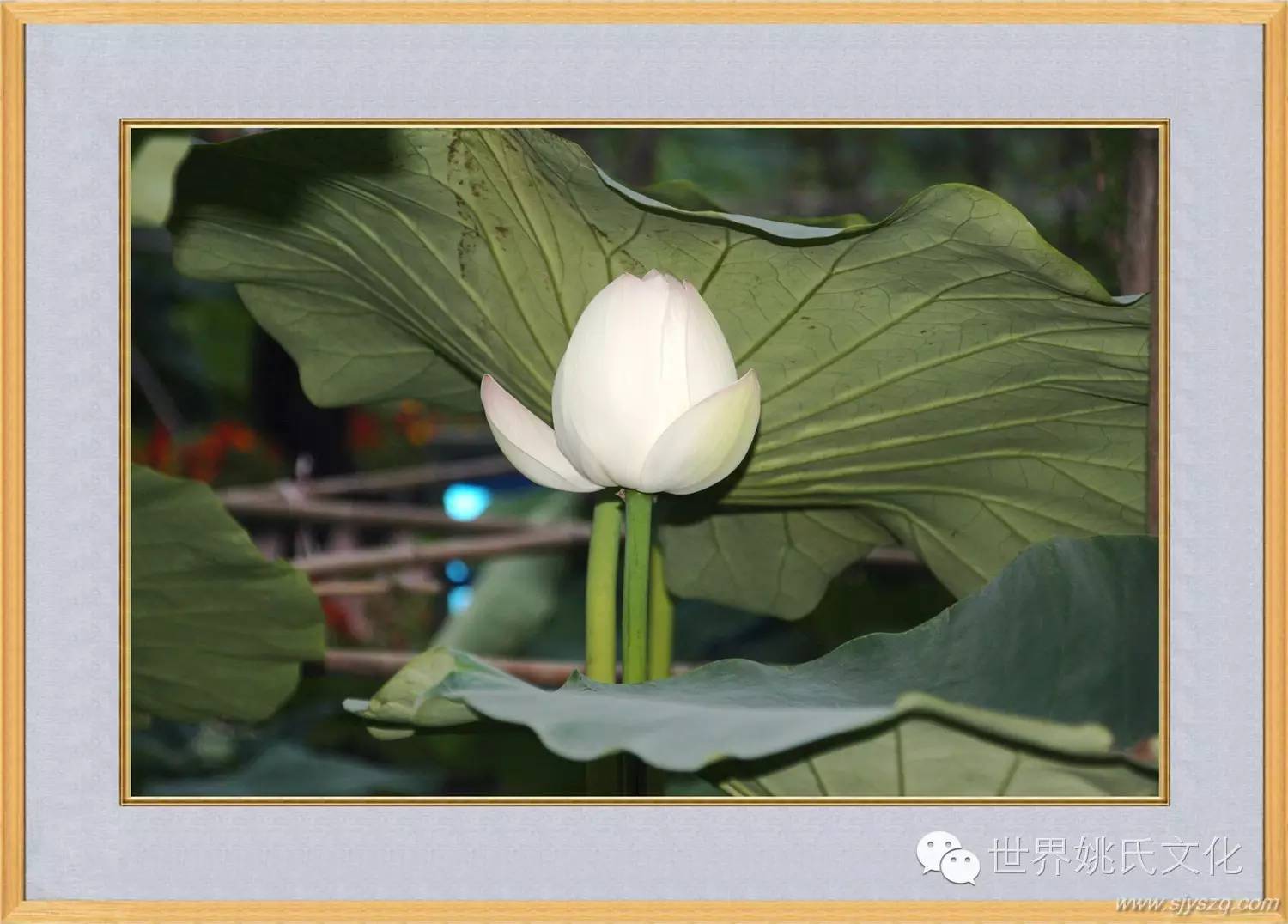 姚红刚来花果新村啦! (245)_副本.JPG