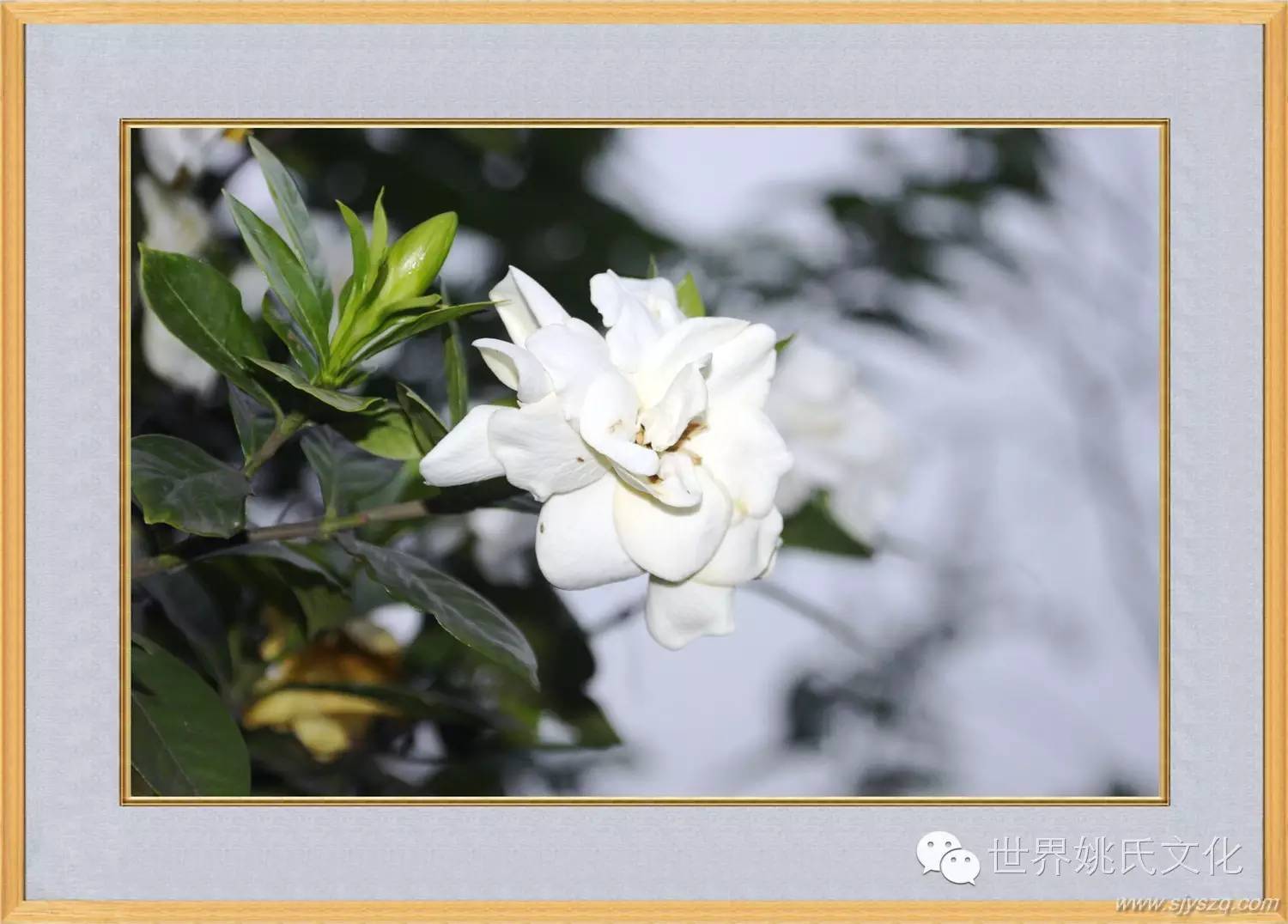 姚红刚来花果新村啦! (249)_副本.JPG